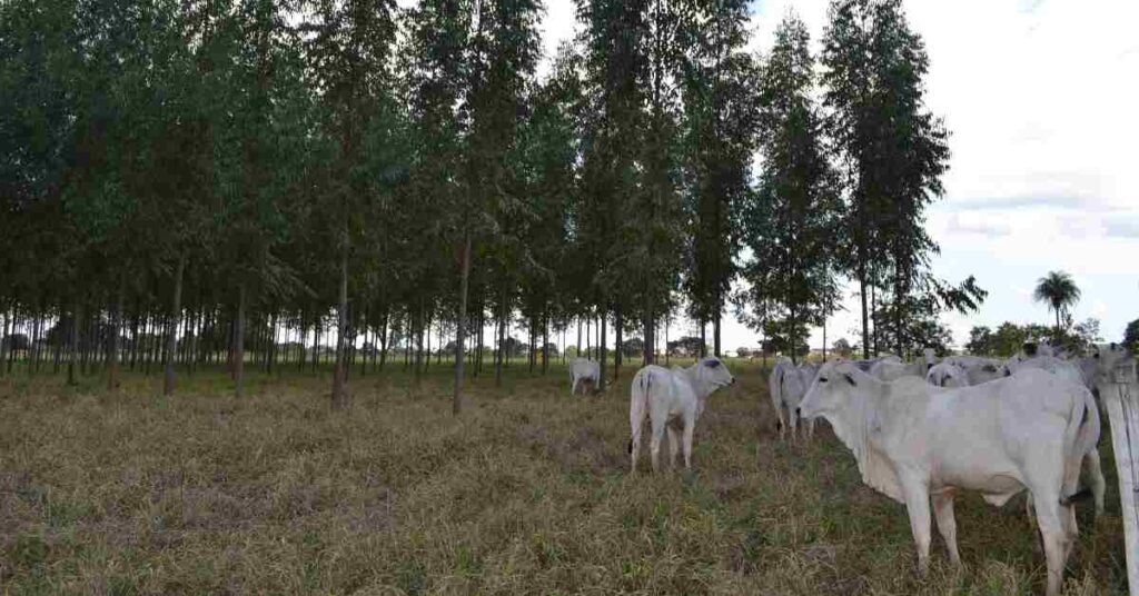 baixas temperaturas exigem providencias do pecuarista portal dbo