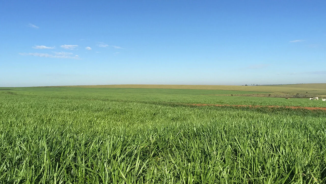 Brasil e Japão colaboram para transformar pastagens em terras produtivas 19 pastagens