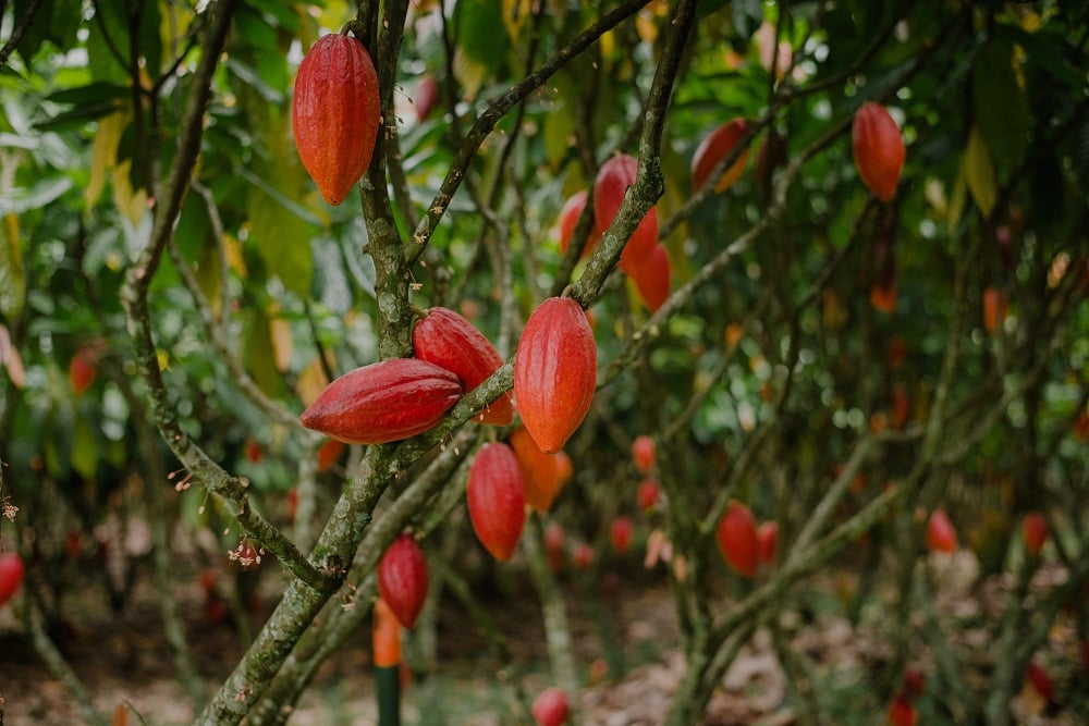 Cacau recua na ICE com queda acentuada da demanda; açúcar sobe