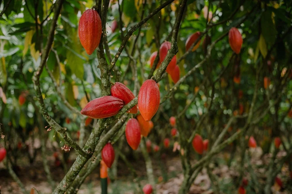 cacau recua na ice com queda acentuada da demanda acucar sobe