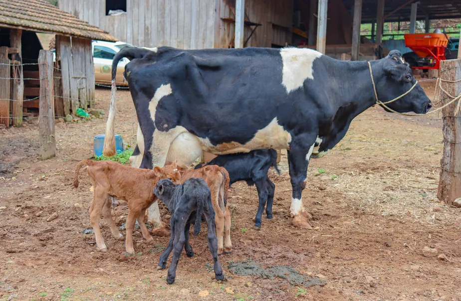 caso raro vaca pariu quatro bezerros do mesmo