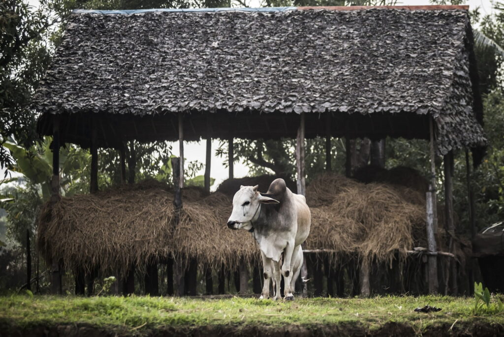 Cepea informa que preço da carne está abaixo do valor da arroba do boi novamente 4 cepea informa que preco da carne esta abaixo do valor da arroba do boi novamente