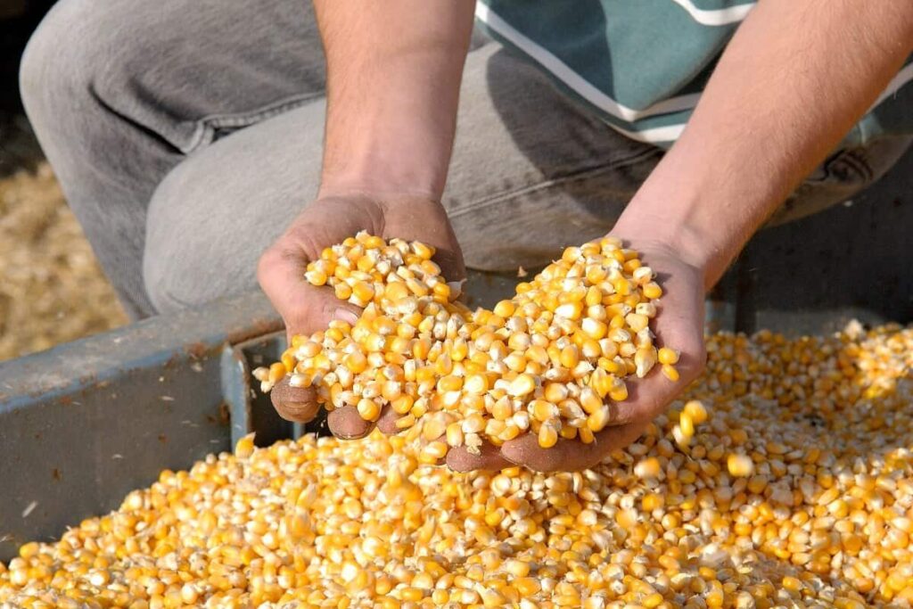 com chuva e frio em alguns estados colheita da safrinha vai a 36 no centro sul