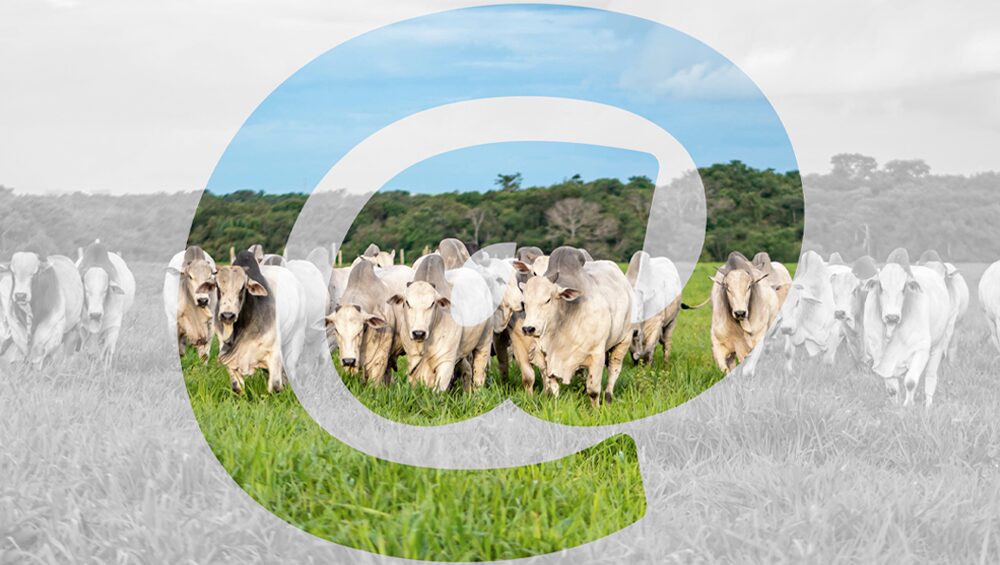 como calcular a arroba do boi corretamente 1