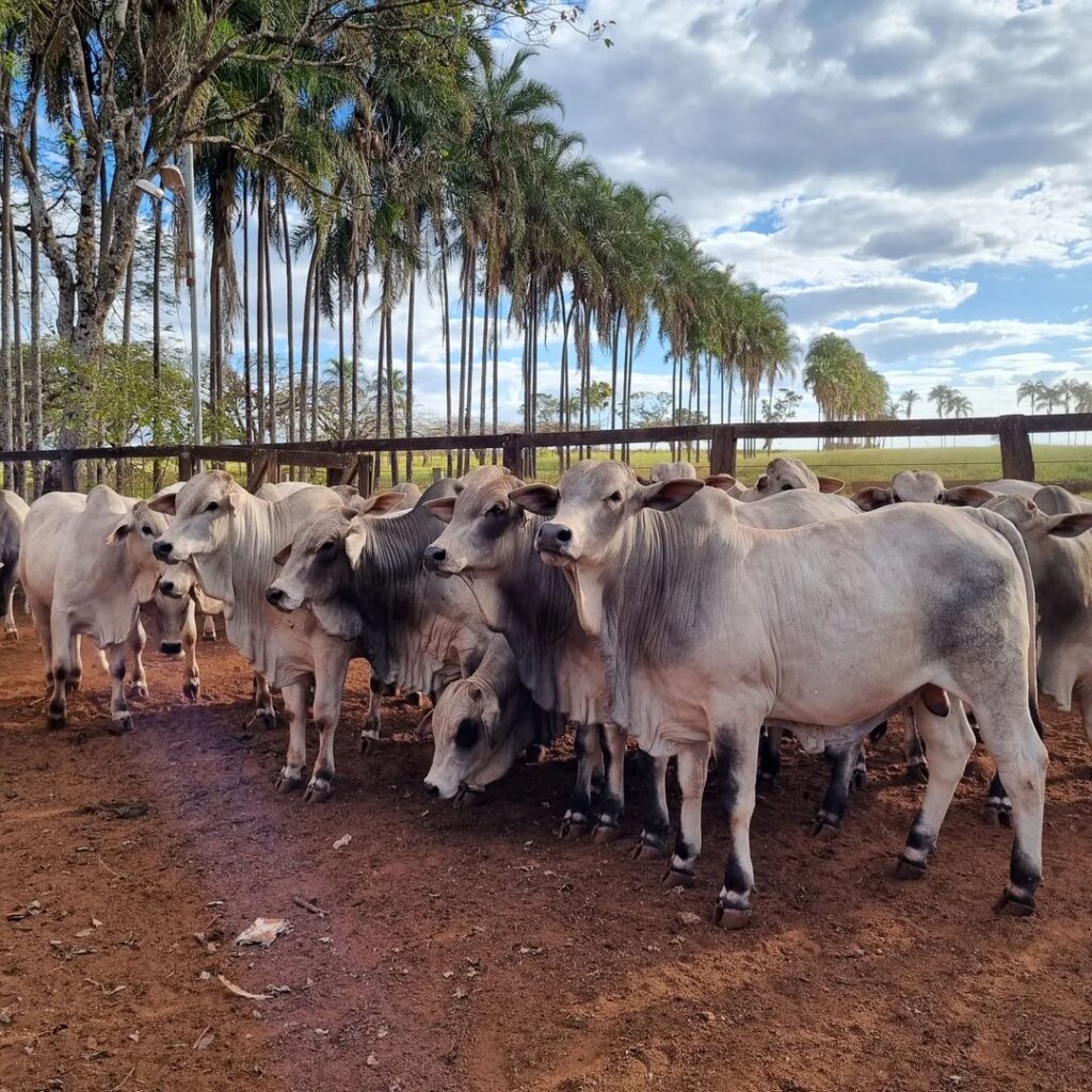 como economizar na pecuaria lucrando 1