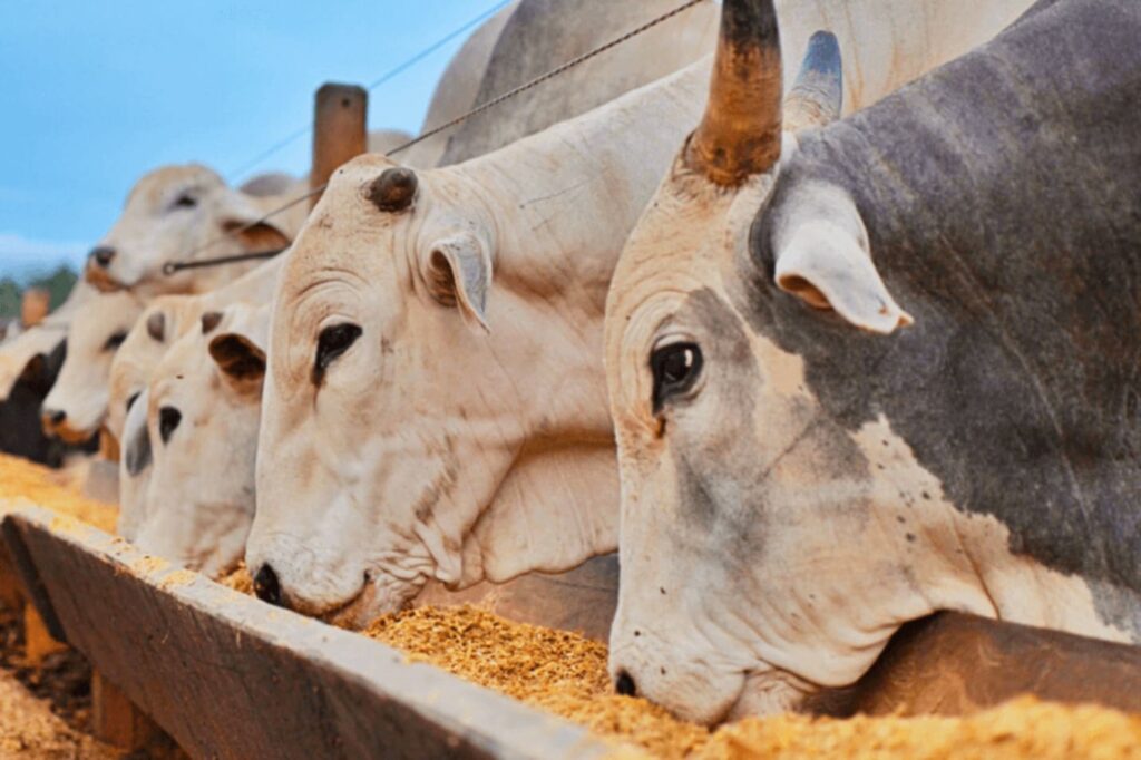 como o sistema mostra que o boi nao e o vilao do meio ambiente 2