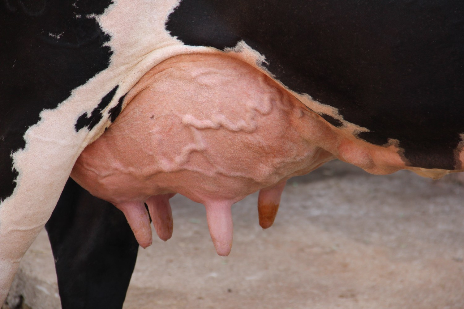 Compreenda o processo de pasteurização do leite e as diferenças entre UHT, UAT e Ultra Fresh — CompreRural