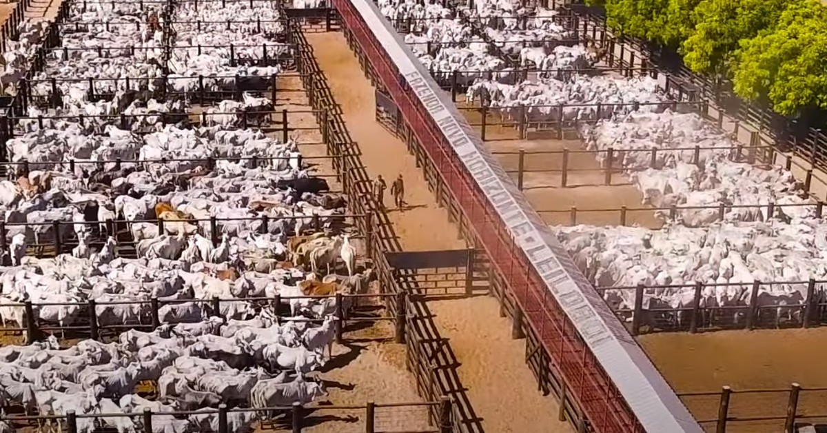 confira como lula esta apoiando produtores com ate r 250 000 para compra de gado