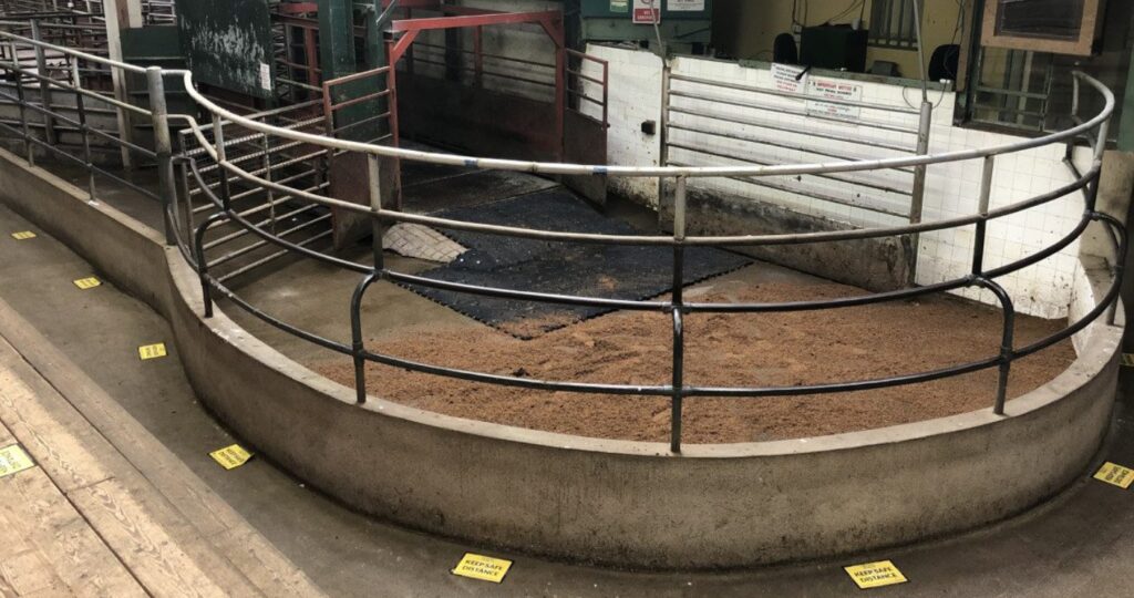 cork marts outlines course of action following rte footage 1