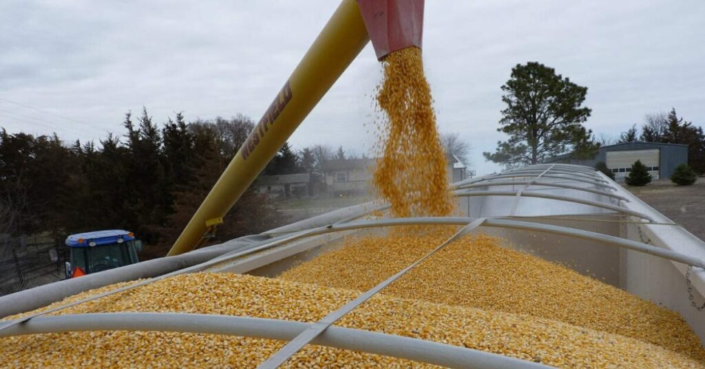 cotacao do milho volta a cair demanda esta enfraquecida portal dbo