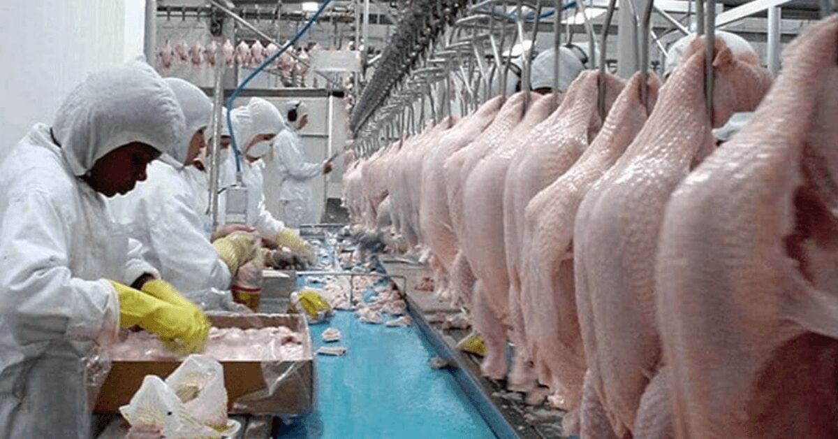 cotacoes da carne e do frango vivo recuam em junho portal dbo