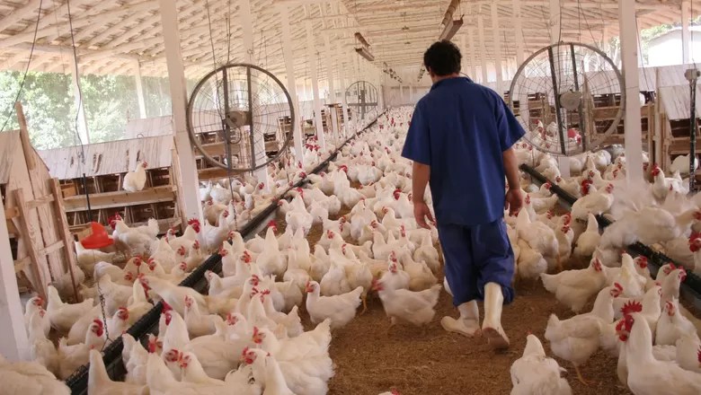 custos de producao ao produtor de frango de corte tem aumentado nos ultimos anos