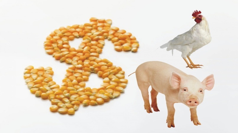 Custos de produção de suínos e de frangos de corte caem em junho, diz Embrapa