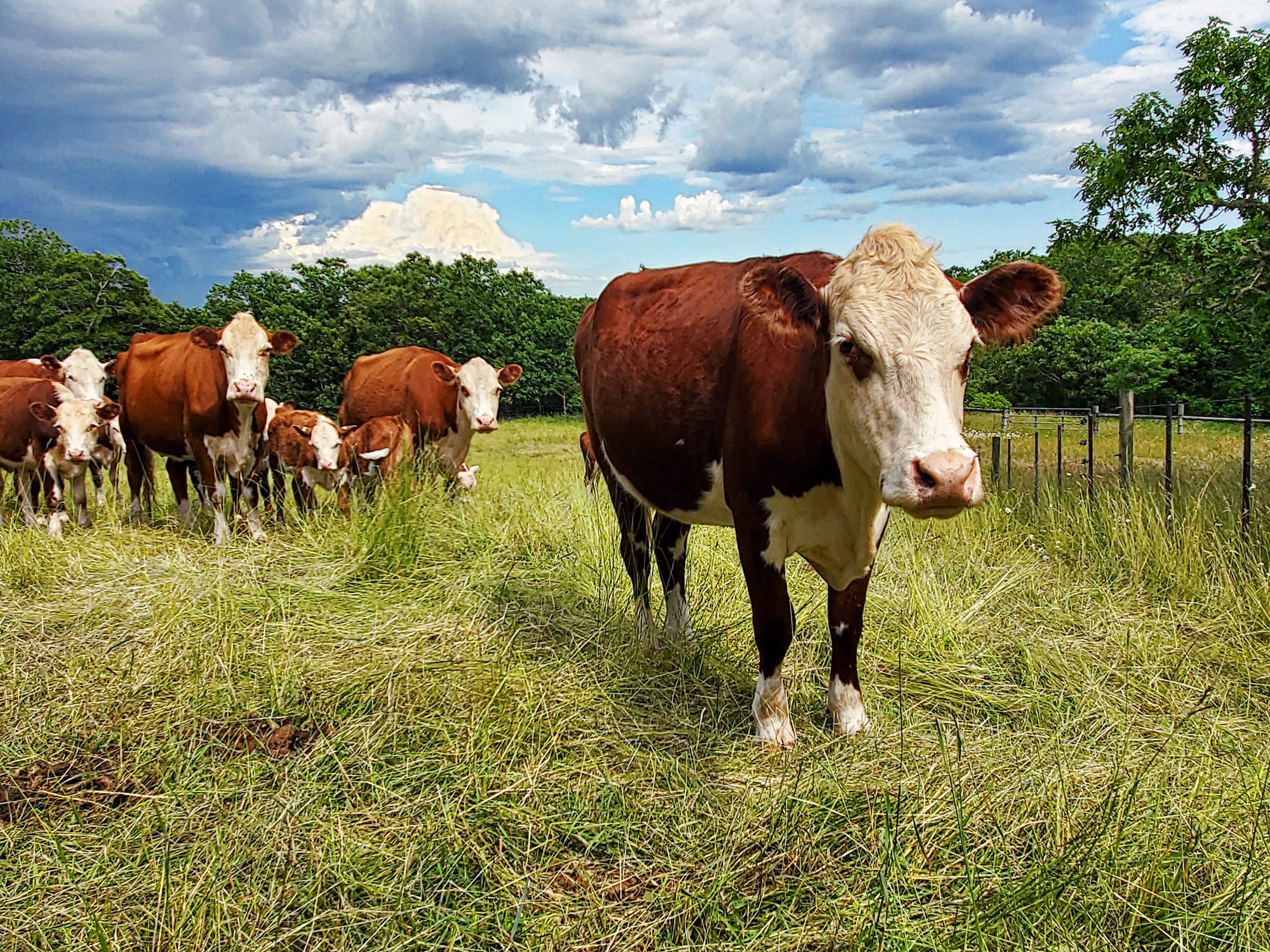 Custos de produção do boi apresentam queda no período do ano
