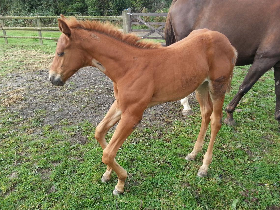 Deformidade Angular em Potros - O que é? Como tratar? 13 Deformidade Angular em Potros – O que é? Como tratar?