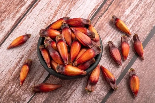 descubra os incriveis beneficios do pinhao para a saude