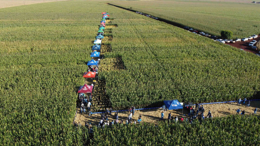 Dia de Campo C.Vale apresenta novidades sobre o milho 2 dia de campo c vale apresenta novidades sobre o milho