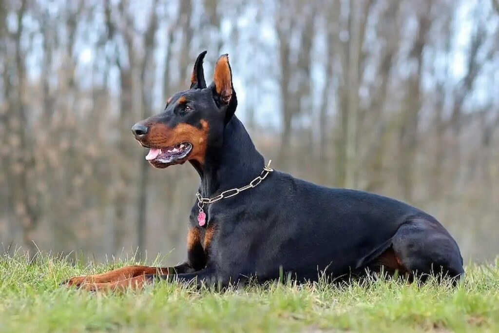 dobermann o cachorro leal e silencioso 1