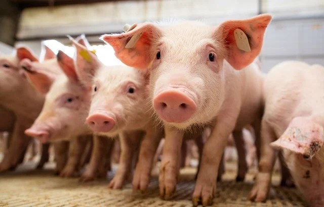doencas do complexo respiratorio suino geram impactos em todos os elos da cadeia de producao