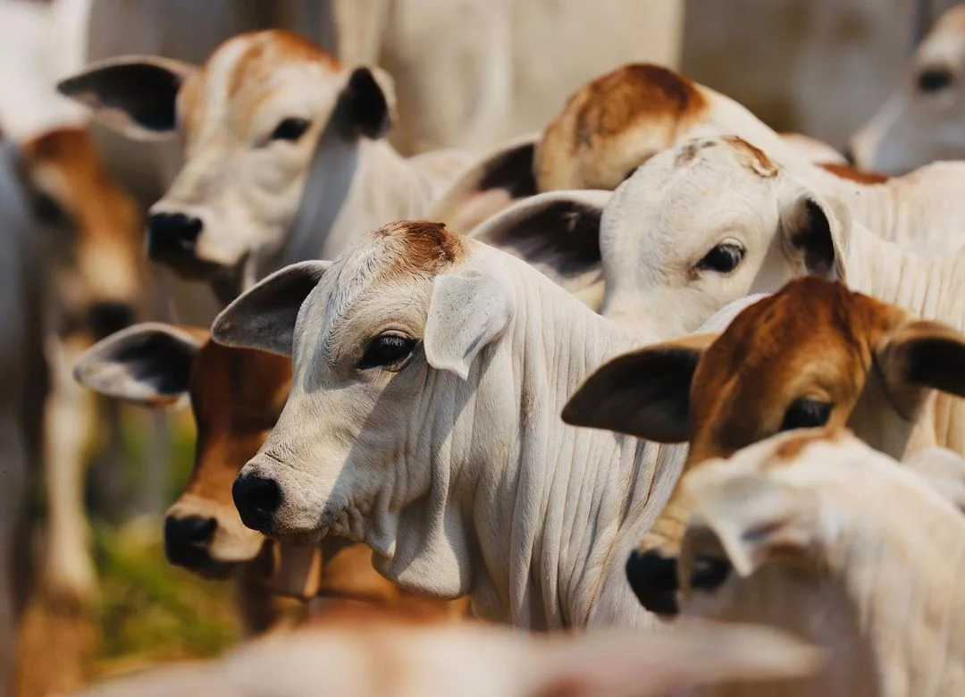 dramatica desvalorizacao do bezerro preco despencou para r 2 24548 por cabeca