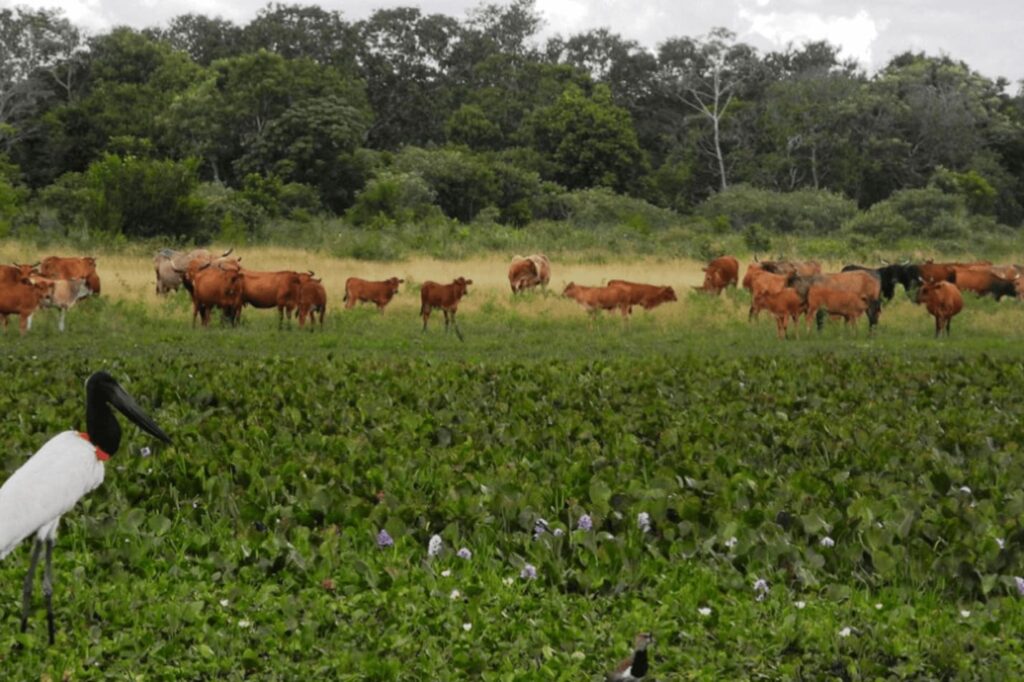 em seis meses choveu mais que o esperado para o ano todo na regiao do pantanal em ms