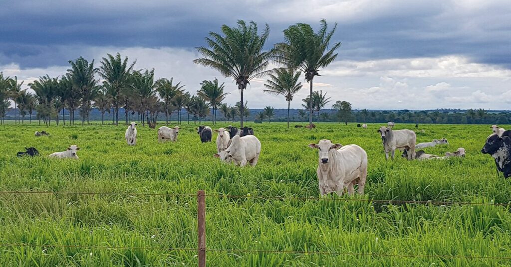 especulacao baixista ganha forca no mercado fisico diante do menor apetite comprador portal dbo