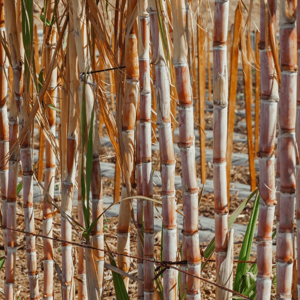 Estratégias nutricionais para a pré-seca e recuperação pós-estresse da cana-de-açúcar.