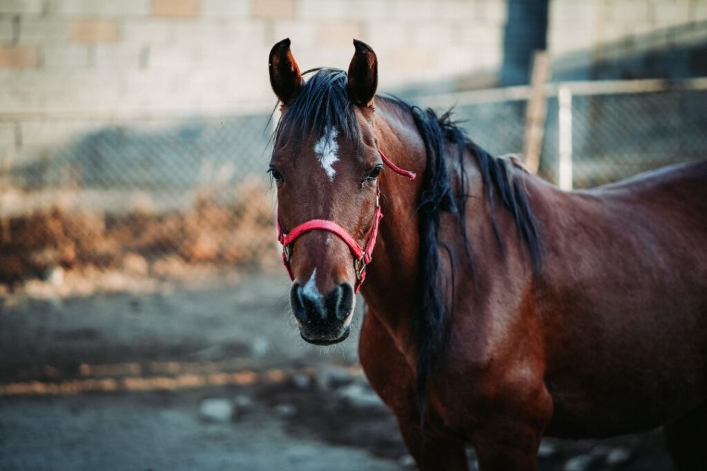 Mormo exame para movimentação de equídeos não é mais obrigatório em SP