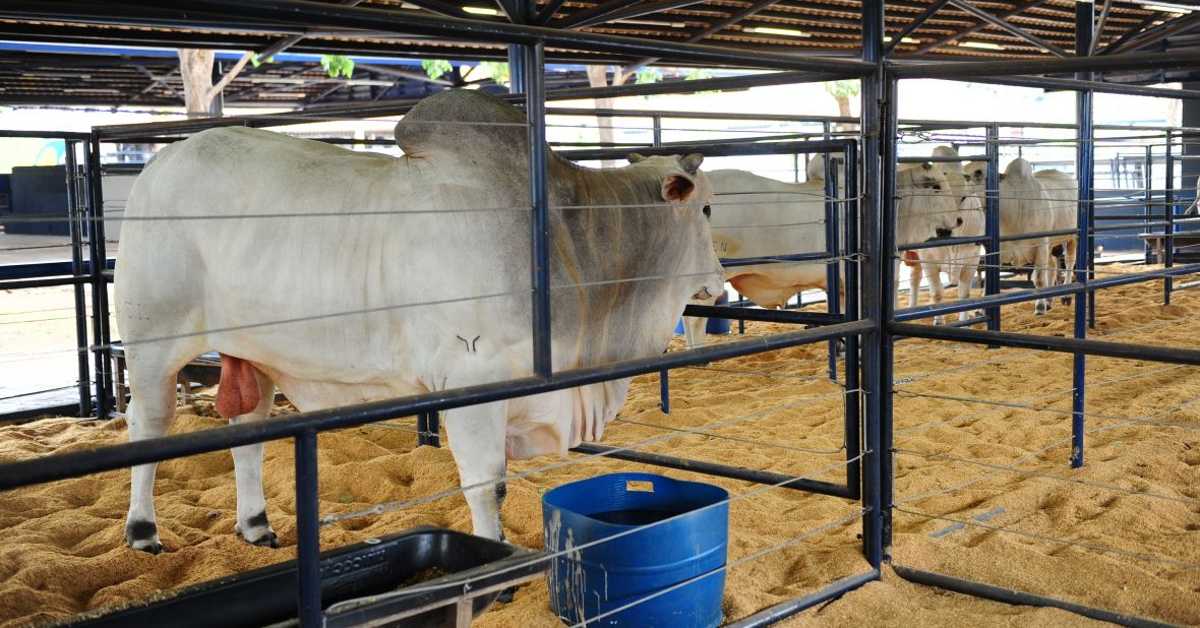 expogenetica vai destacar genetica fenotipo e avaliacao em sua 16a edicao portal dbo