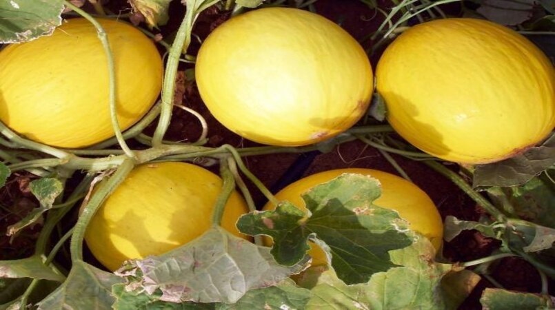 Exportações de frutas do Brasil alcançam US $ 533,3 milhões no primeiro semestre