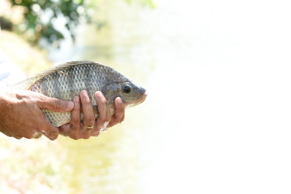 Extrato de planta melhora imunidade e ganho de peso 2 extrato de planta melhora imunidade e ganho de peso 1