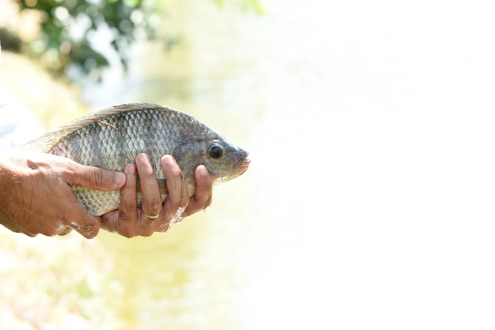 extrato de planta melhora imunidade e ganho de peso 1