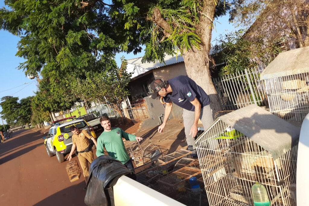 Fechamento de local clandestino de cativeiro de aves silvestres é registrado no Paraná. 2 fechamento de local clandestino de cativeiro de aves silvestres e registrado no parana
