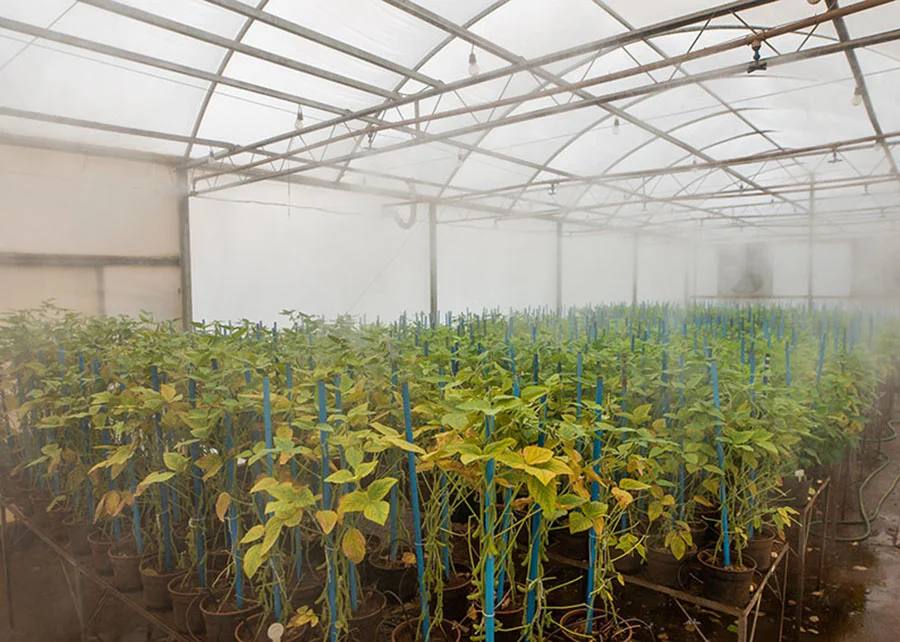 fungicidas associados a estrategias de manejo sao fundamentais para o controle da ferrugem da soja