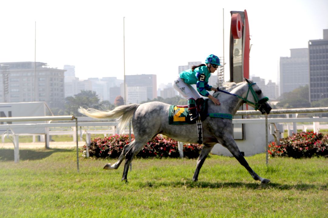 gps wathba stallions cup for colts e fillies ii destacam vg raj al mared e normandia rach