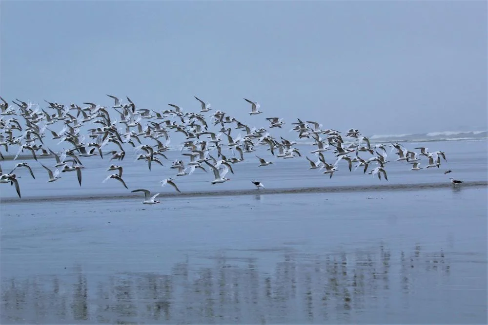 Gripe aviária: dois casos são registrados em Itanhaém