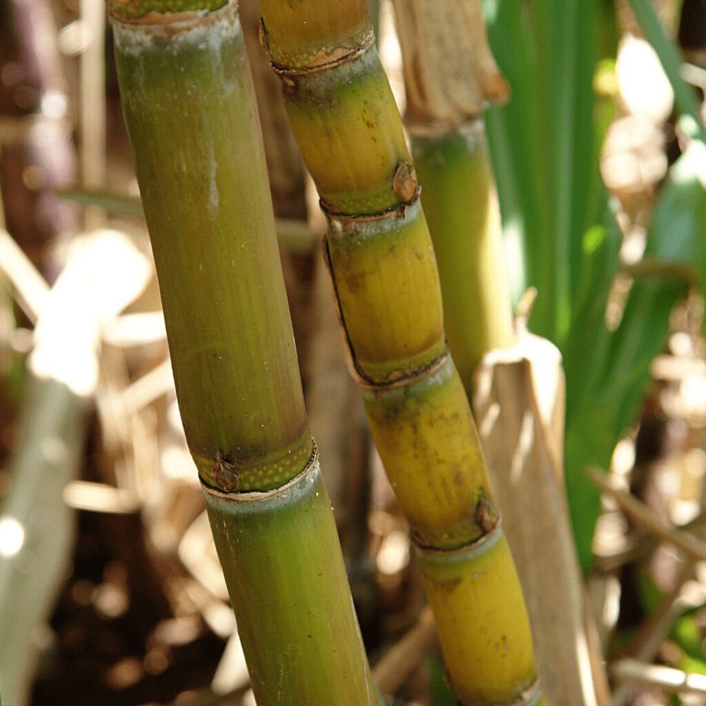 Cana de açúcar
