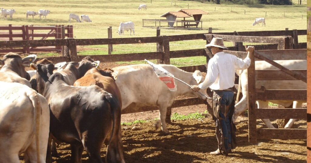 inscricoes para o 2o desafio da pecuaria responsavel terminam nesta sexta feira 30 portal dbo