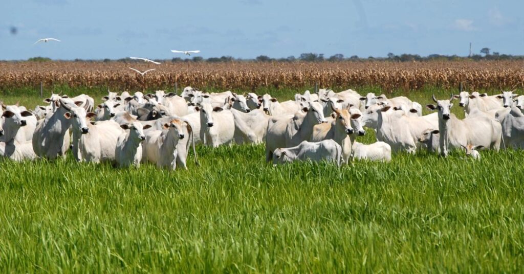 ipea eleva de 116 para 132 a projecao de crescimento do pib agro para 2023 portal dbo