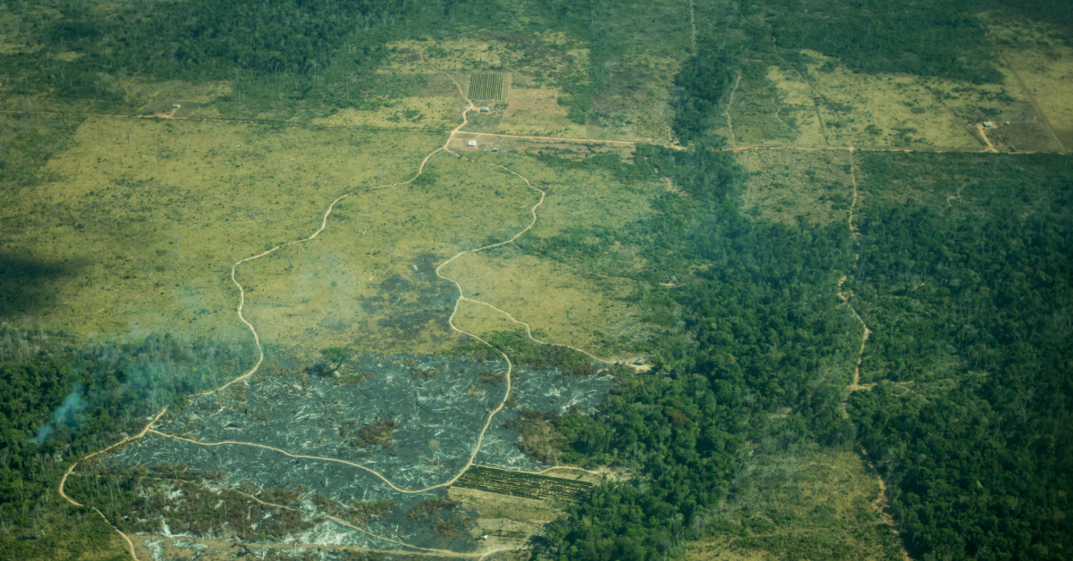 Lei da União Europeia sobre o desmatamento foi discutida na Câmara dos Deputados • Portal DBO