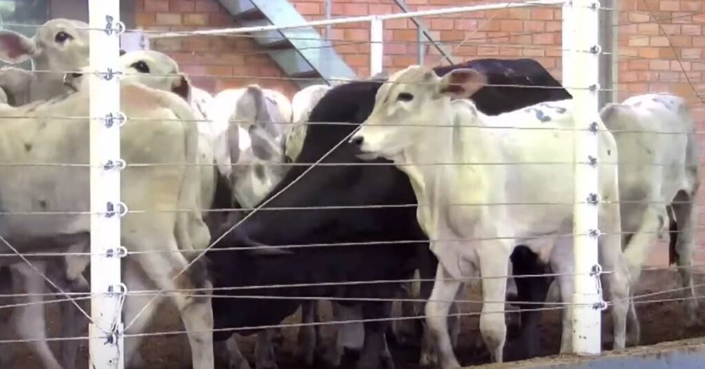 Leilão em Guarapuava registra preço médio de R$ 2.524 por cabeça • Portal DBO. 2 leilao em guarapuava registra preco medio de r 2 524 por cabeca portal dbo