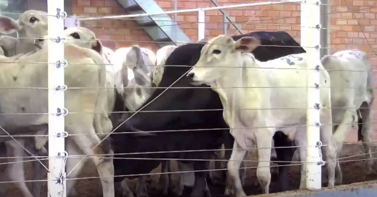 Leilão em Guarapuava registra preço médio de R$ 2.524 por cabeça • Portal DBO.