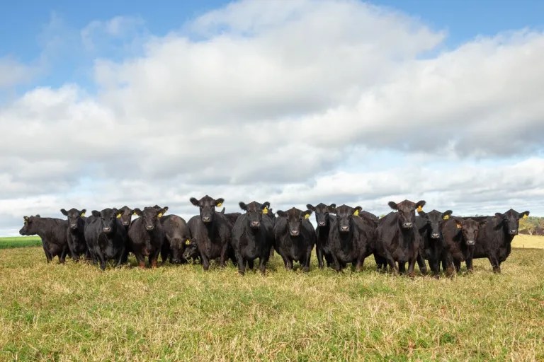 leilao femeas angus rio da paz e sucesso pelo 4o ano consecutivo