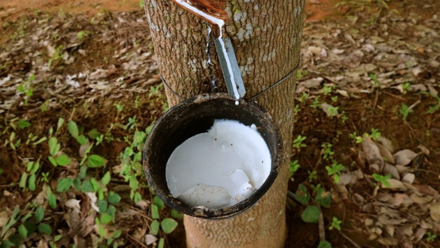 levantamento aponta queda de 114 em preco pago pela borracha drc ao produtor