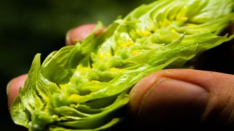 Lúpulo é incluído no programa Moderagro e ganha impulso para acelerar crescimento