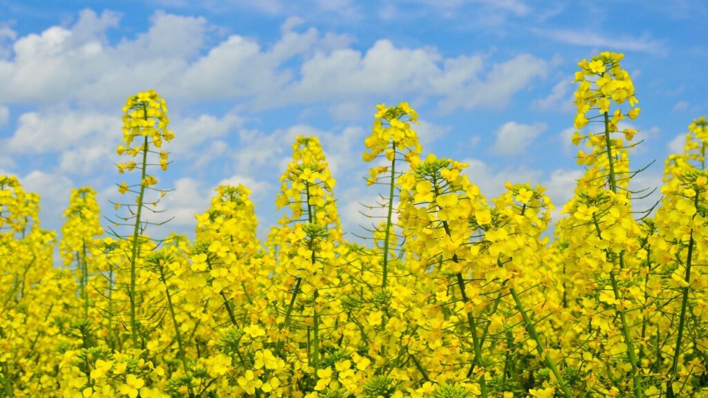 Maior produtor nacional de canola, RS tem ótimas expectativas de produção 2 maior produtor nacional de canola rs tem otimas expectativas de producao
