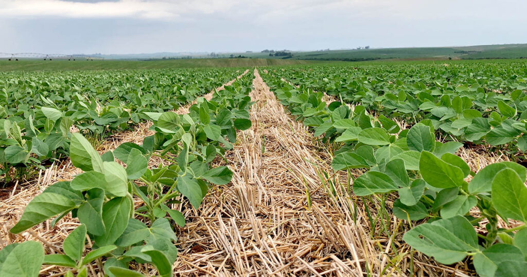 manejo efetivo da lavoura de soja e fundamental para a obtencao de altas produtividades