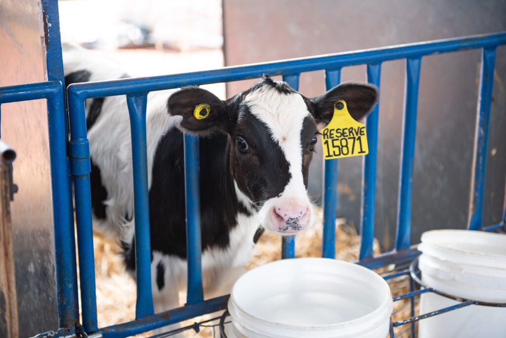 manejo inicial de bezerras e essencial para o sucesso na pecuaria leiteira