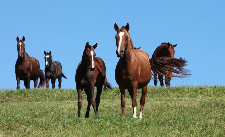Morno: Mapa publica nova legisla&ccedil;&atilde;o para preven&ccedil;&atilde;o, controle e erradica&ccedil;&atilde;o