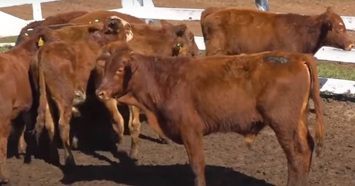 Média de R$ 3.221 alcançada em pregão virtual, de acordo com o Portal DBO. 3 Média de R$ 3.221 alcançada em pregão virtual, de acordo com o Portal DBO.